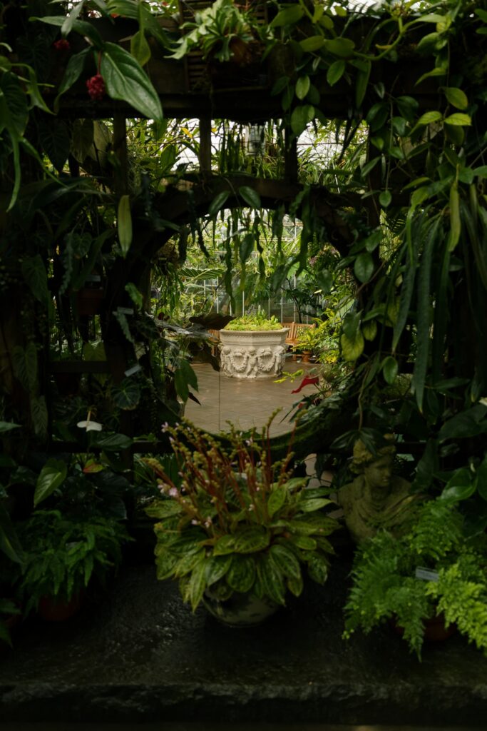 Lush tropical interior of Conservatory of Flowers Golden Gate Park San Francisco