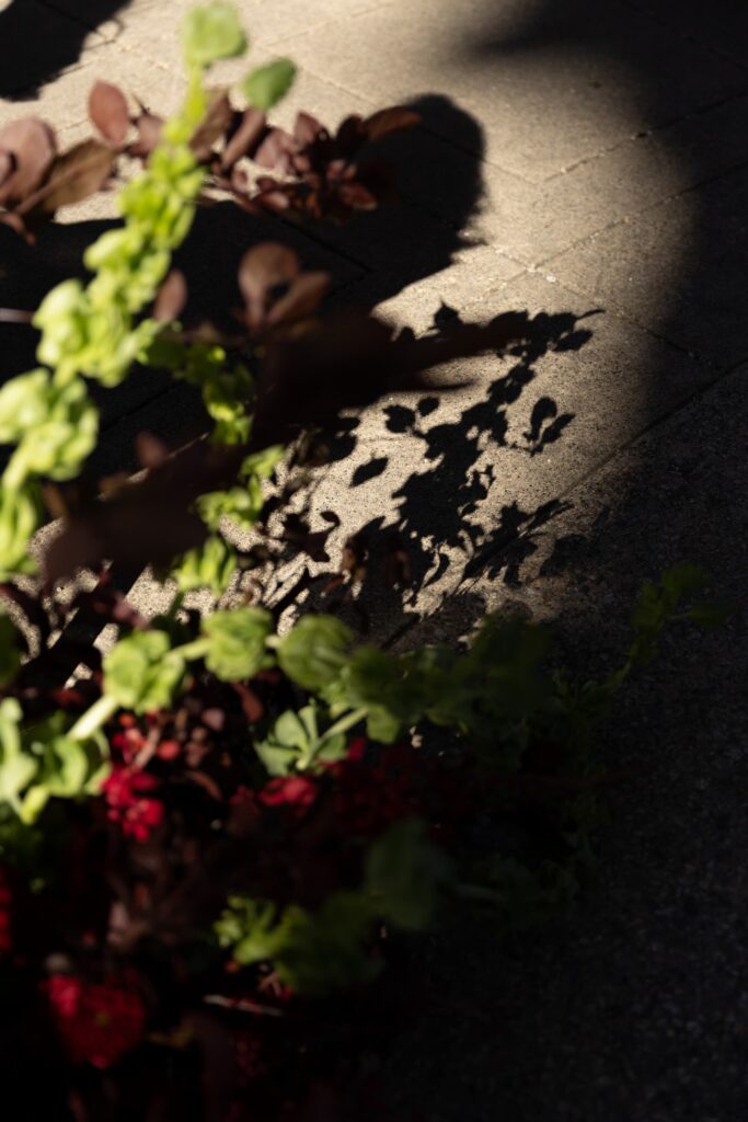 Dramatic burgundy and green floral shadow detail at Palace of Fine Arts wedding, Rose Freedman Photography
