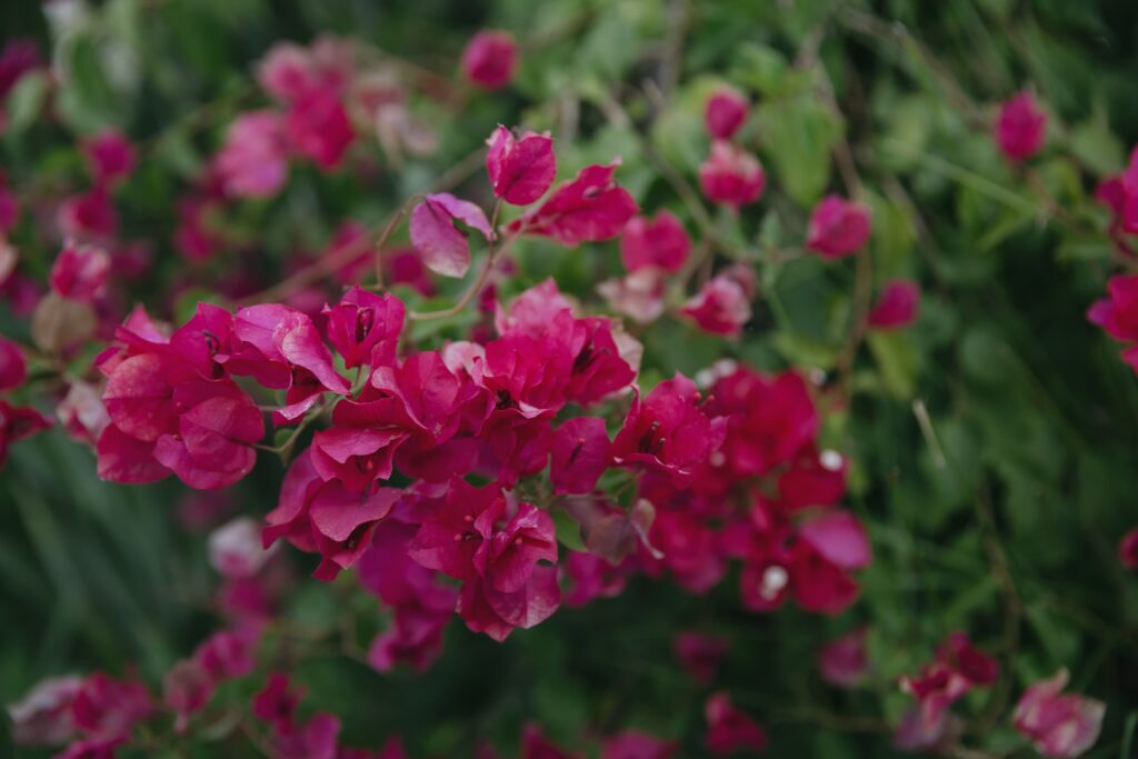 Pink bougainvillea flowers at Los Gatos private estate engagement party, Rose Freedman Photography